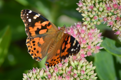 Painted lady butterfly