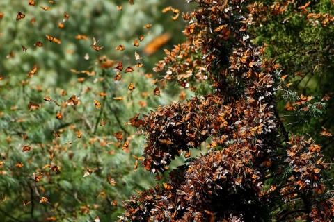 Monarch butterflies in Mexico