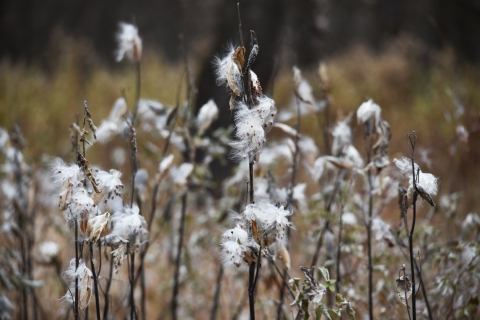 Common milkweed plants that have gone to seed