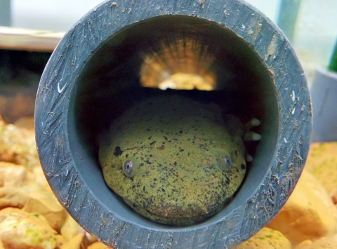 A juvenile Ozark hellbender in the captive rearing facility at the Saint Louis Zoo