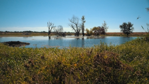 A wetland area with several trees in the background and thick plants along the edge.