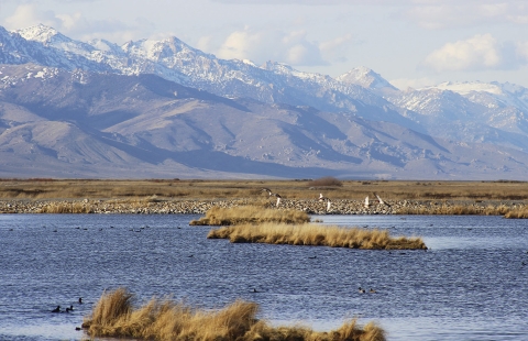 ducks flying over water with snow capped mountains in the background