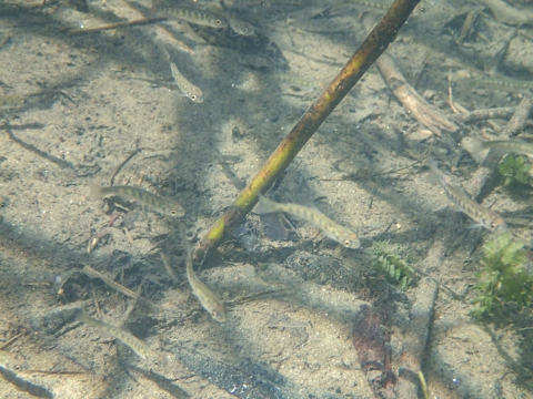 Juvenile fall-run Chinook salmon in the shallow waters of Clear Creek