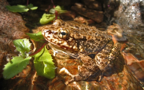 A tan and brown frog sits on a rock in a creek