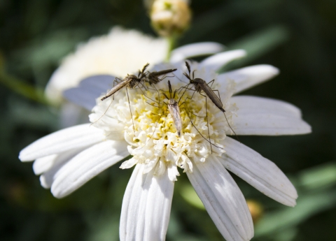 Mosquitoes on a flower