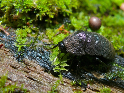 A wingless cockroach