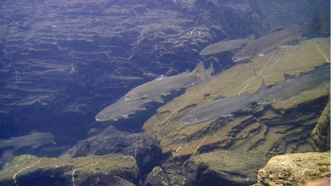 Multiple salmon swimming over rocks