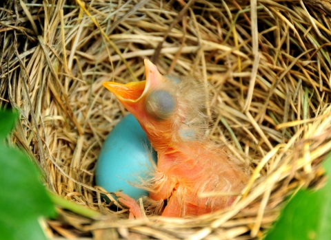 An apparently minutes-old robin, its eyes still covered and its feathers still matted, in a straw nest next to a blue eggshell