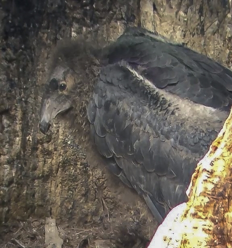 A small black bird huddles in a tree trunk