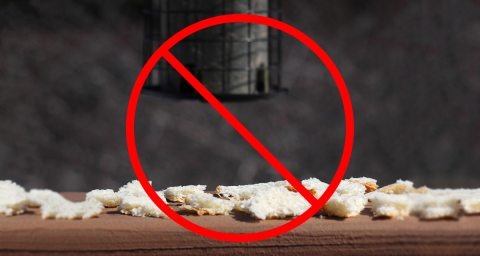 Staged photo of bread scraps next to a bird feeder