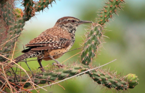 Brown bird sits on cactus