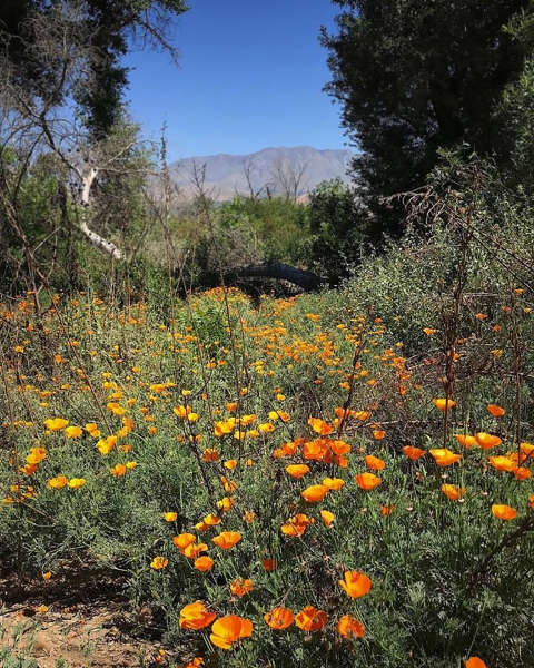 A cluster of bright orange flowers