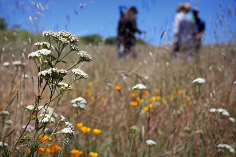 A field of white, orange, yellow wildflowers