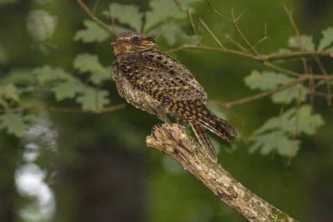 Chuck will's widow bird perching on a branch