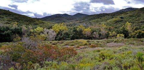 Landscape of field with green bushes and mountains in background