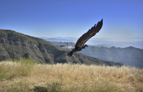 A large bird flies above the ground