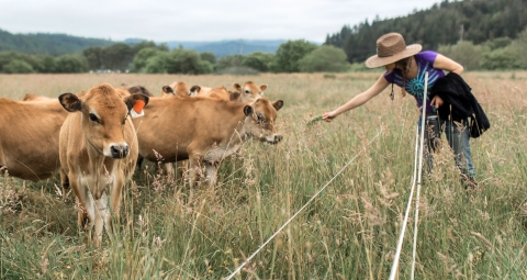 Cows in a field being fed by a woman wearing a wide-brimmed straw hat 