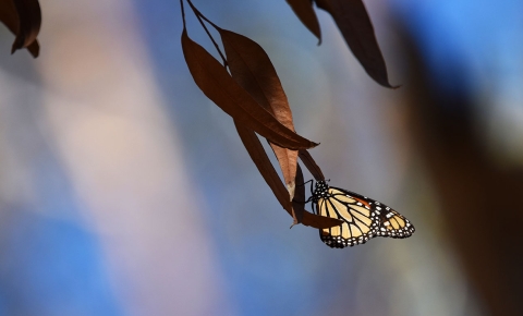 A black, white and orange butterfly sits on branch