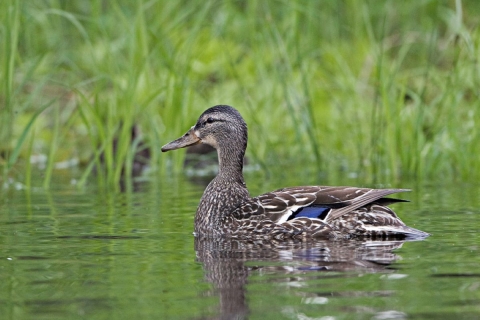 mallard