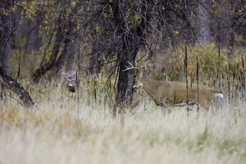 White-tailed deer buck rubbing antlers on a tree