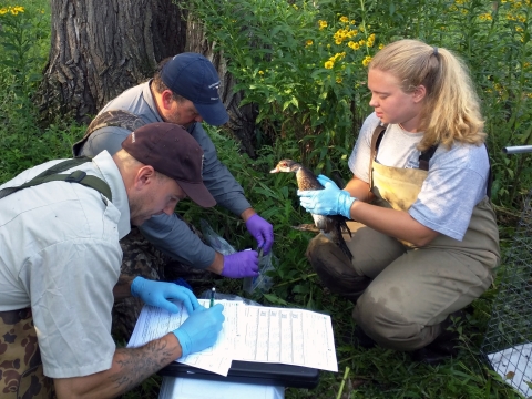 Three biologists work to process a duck captured during a banding event. One hold the wood duck while the others record data and prepare an avian influenza swab.