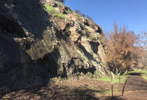 A cliffside with plants