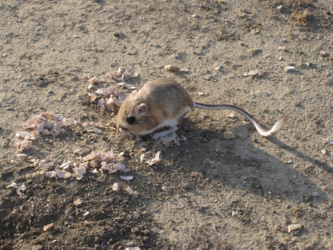 a brown kangaroo rat sits in a dirt patch on its long hind legs with its equally long tail extended behind