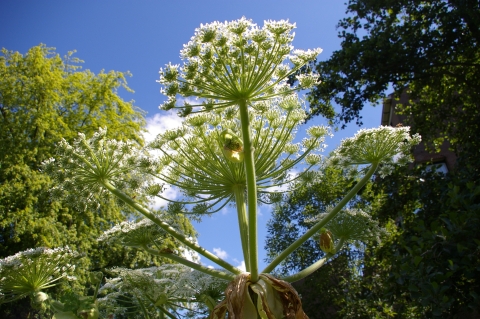 Giant hogweed in bloom