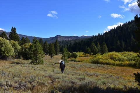 a hiker walks through low brush and plants in a meadow toward tall pine trees and mountains