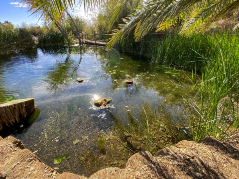 a small pond