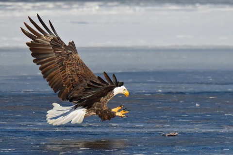 A bald eagle prepares to grab a fish on the surface of the ice