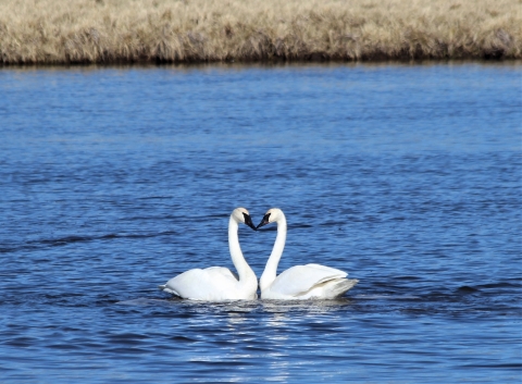 Trumpeter swans in a courtship display on Lower Red Rock Lake at Red Rock Lakes National Wildlife Refuge.