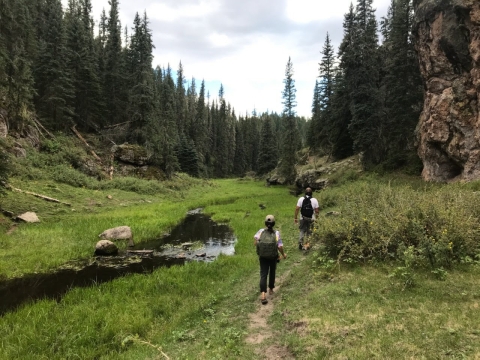 Two figures, seen from the back, hike in a grassy area lined by tall pine trees.