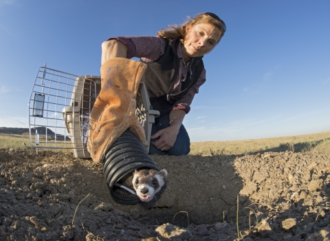 A woman kneeling on the ground opens a cage to release a small mammal.