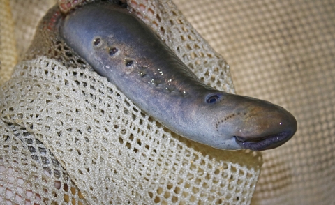 A parasitic eel-like fish with a gaping mouth