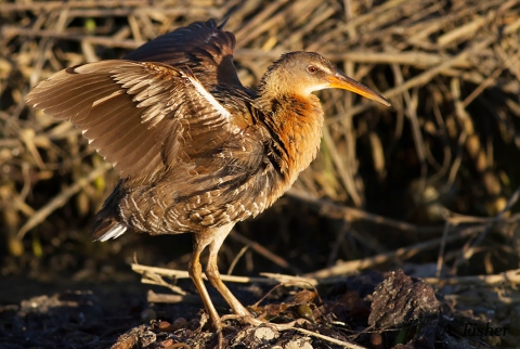 A brown bird standing on a rock spreading its wings