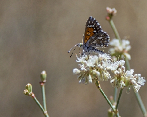 An orange and black butterfly on a white flower