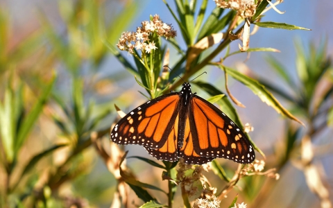 Orange, black and white butterfly sits on green plant with white flowers