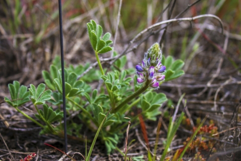 A plant with fuzzy green leaves and purple petals