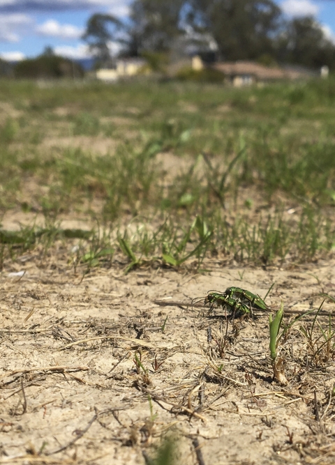 A pair of small green beetles