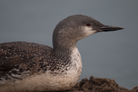 A mottled gray-white bird with a sharp bill and dark red eye