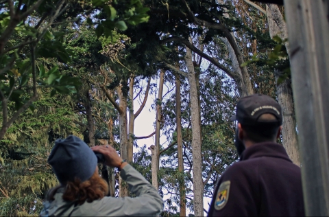 The backs of a man and woman staring up into trees