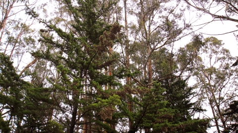 View up into forest of green trees