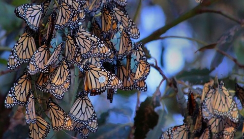 Multiple black, orange and white butterflies sit on tree branch. Butterfly in center of photo has round, white object on left wing.