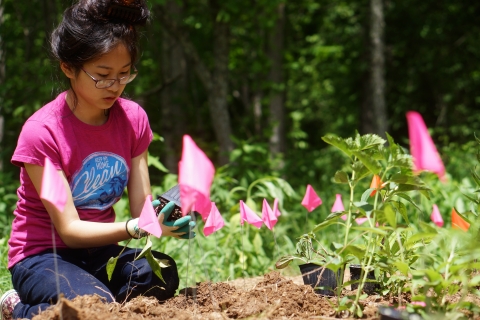 A partner plants native plants to provide pollinator habitat