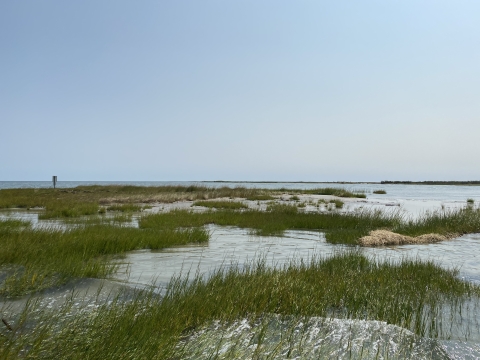 grasses growing in the water