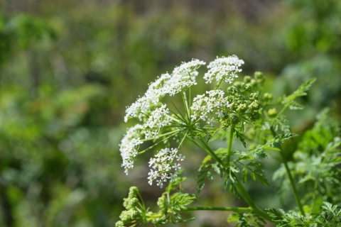 Poison hemlock in bloom