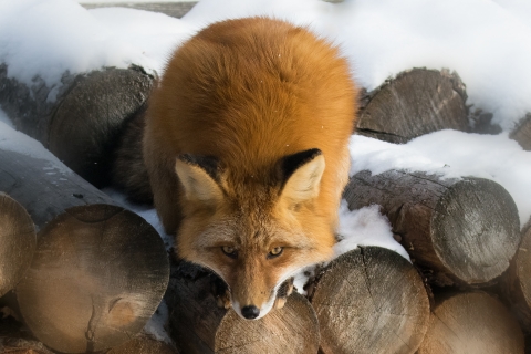A red fox on top of a snowy pile of wood