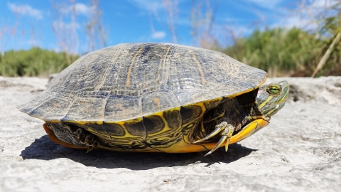 A red-eared slider turtle