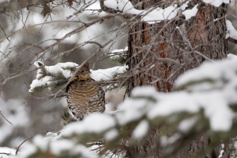 A ruffed grouse in the snow